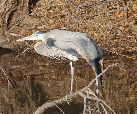 Great Blue Heron Stretches