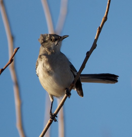 Windblown Northern Mockingbird
