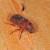 Cochina beetles in tea production, CC-BY-SA-3.0 Cochina beetles in tea production, CC-BY-SA-3.0