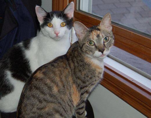 My two cats - Katrina on the left and Tori on the right