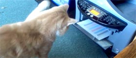 Cat attacking printer