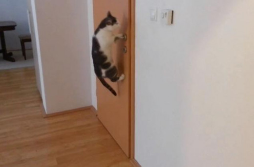 This cat knows how to open doors
