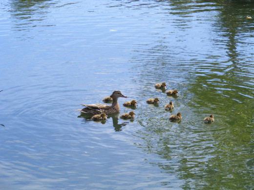 Mother with her ducklings.