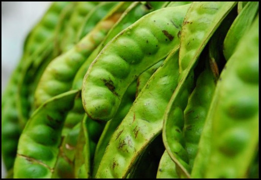 Treasure this magic bean, it's a must for you and me...