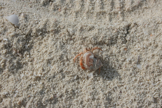 When given the right care, hermit crabs can be entertaining little pets