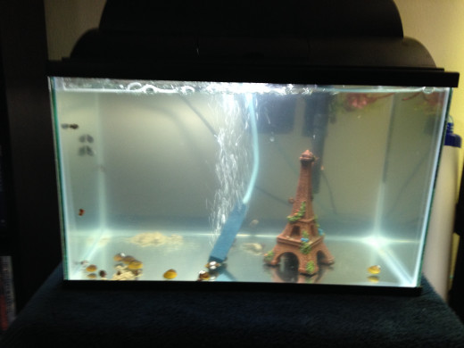 A five gallon tank is the perfect size for a couple of small fish, and a great size for first time fish keepers