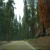 That tree has likely outlived the road next to it by a thousand years or more. That tree has likely outlived the road next to it by a thousand years or more.
