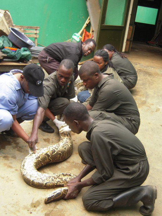 African Python