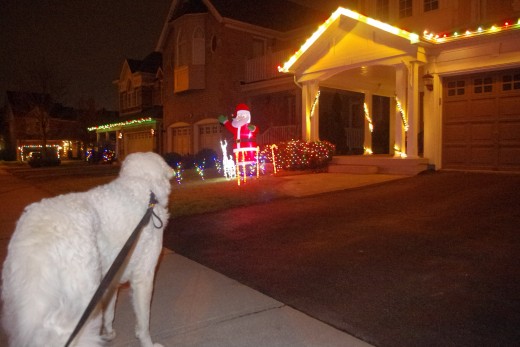 K2 observing Christmas decorations.