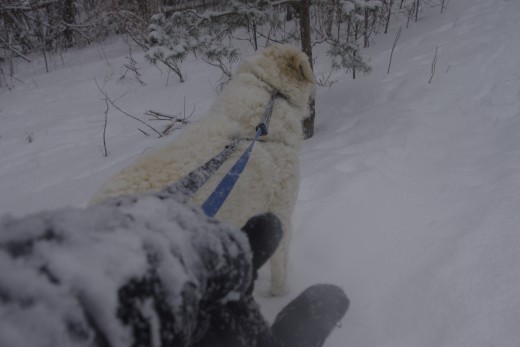 Snow depositing on my gloves offer good opportunity to observe it.