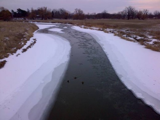 3 ducks headed toward us.