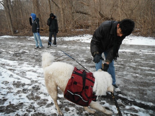 Teenagers are more surefooted to play a game of tug of war with a great white dog on slippery snowy ground.