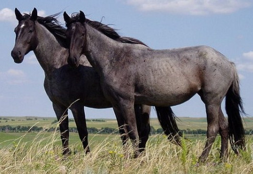 Horses were a mainstay of farm life in this period