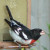 Rose-breasted grosbeak, male. Rose-breasted grosbeak, male.
