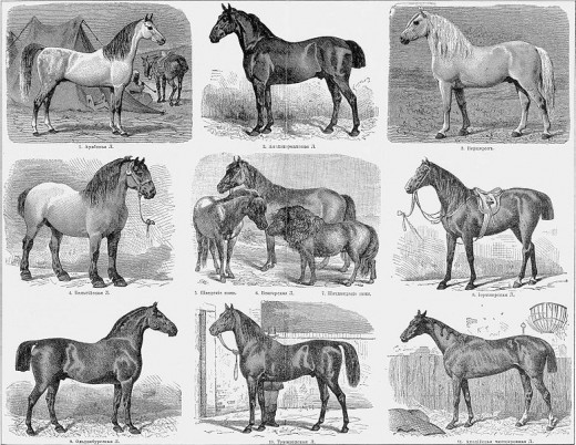 Examples of the various sizes and shapes of horses needed by the Maryland colonists