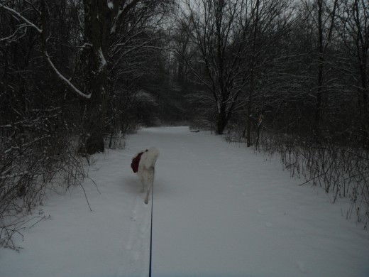 You may be having a larger than normal dose of adrenaline hiking alone in a winter forest late in the day.