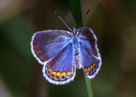 The endangered Kamar blue butterfly is found in Indiana Dunes