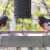 Two Rose-breasted Grosbeaks at feeder Two Rose-breasted Grosbeaks at feeder