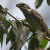 Female feeding on Muntingia calabura (Capulín) fruits. Female feeding on Muntingia calabura (Capulín) fruits.