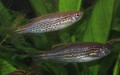 Beginner Level Freshwater Fish