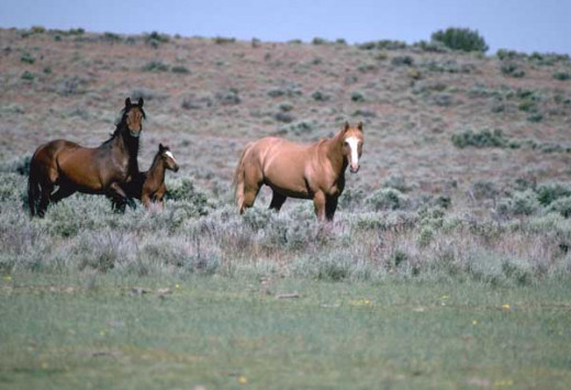Horses such as those Keith earned as a young Weston man.