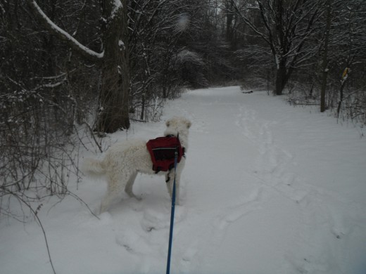 Hiking during a snow storm, K2 gets suspicious of the trail ahead.