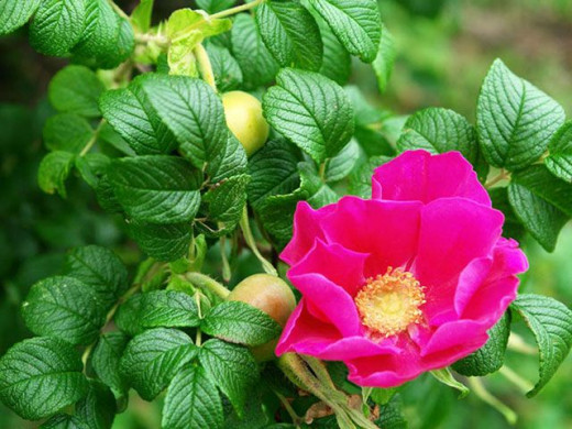 Rose hip blossom