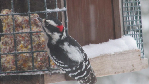 Male Downy Woodpecker relishing suet.