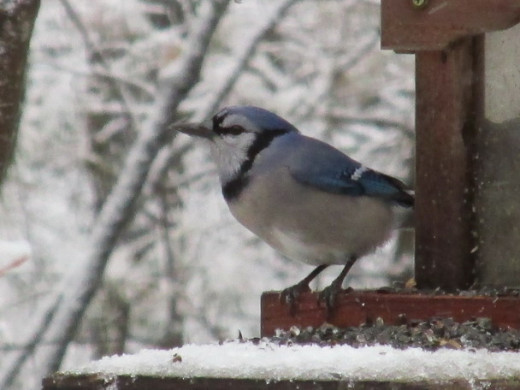 Blue Jay at the gazebo-style bird feeder.