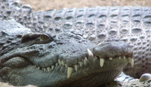 Now that's a nice alligator smile.