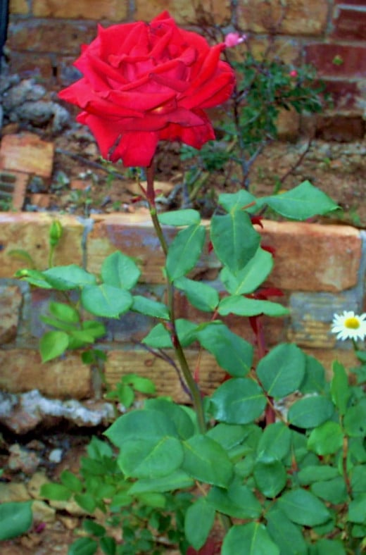 The Rose Tribute to My family