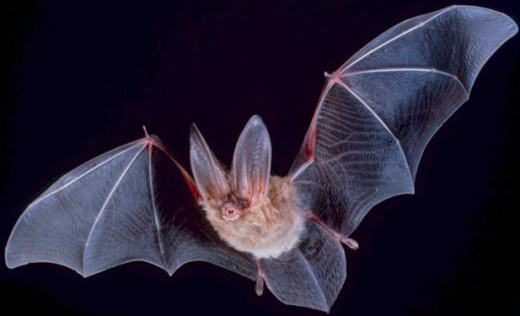Bats too, will proliferate, and evolve to compete with the birds for the rich pickings of the diurnal world.