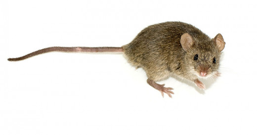 The common house mouse familiar to humans all around the world.