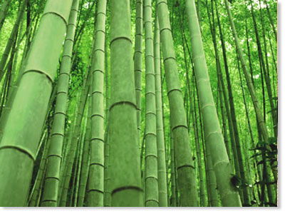 Machiku Bamboo makes the best Gourmets because of its Tenderness, Juiciness and Taste.
