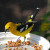 Pheucticus chrysopeplus Yellow Grosbeak, also called Mexican Yellow Grosbeak, at Miami Metrozoo. Pheucticus chrysopeplus Yellow Grosbeak, also called Mexican Yellow Grosbeak, at Miami Metrozoo.
