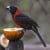 Crimson-collared Grosbeak Rhodothraupis celaeno Crimson-collared Grosbeak Rhodothraupis celaeno