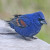 Male Blue Grosbeak (Passerina caerulea) in Ash, North Carolina, USA Male Blue Grosbeak (Passerina caerulea) in Ash, North Carolina, USA
