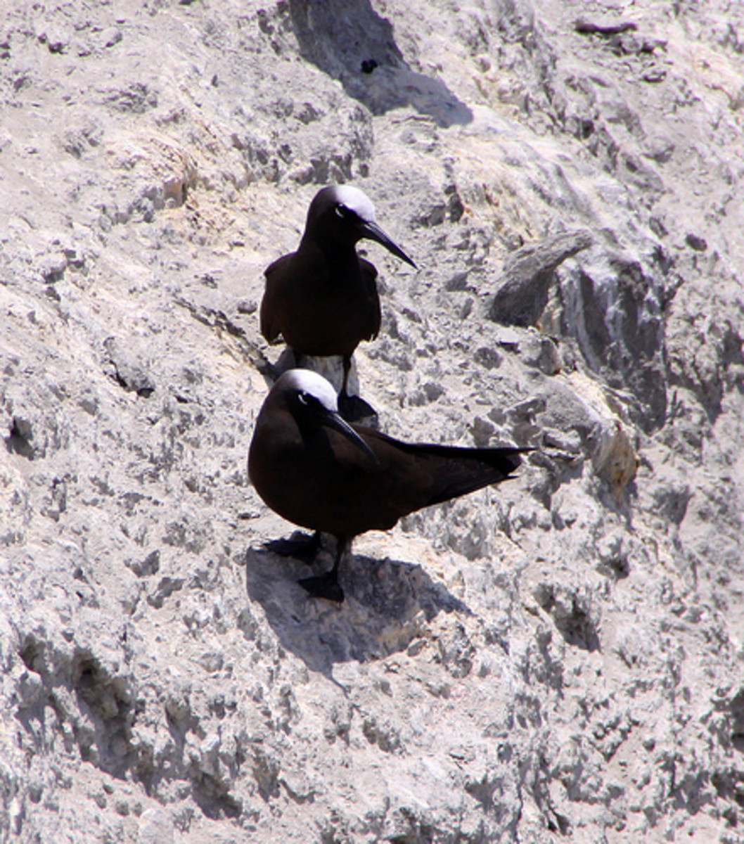 Los Roques is home to Black Noddy (above), and the larger Brown Noddy
