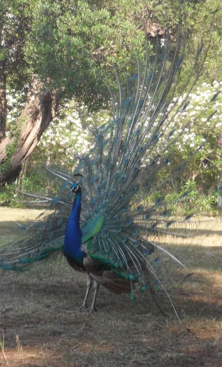 A peacock in full display