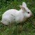 When your bunny is outside digging, make sure they don't cut themselves on rocks or sticks. When your bunny is outside digging, make sure they don't cut themselves on rocks or sticks.