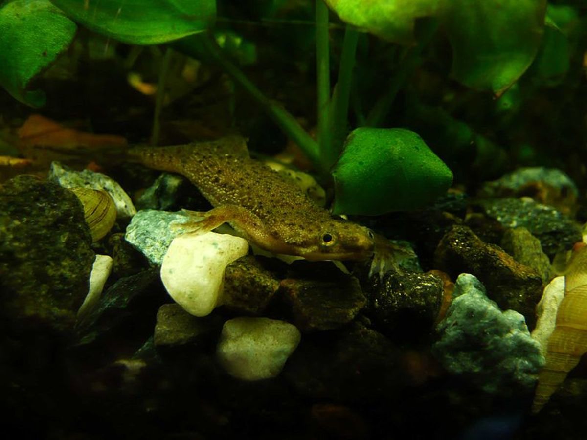 The African Dwarf Frog is a fun critter to keep in a small tank. 