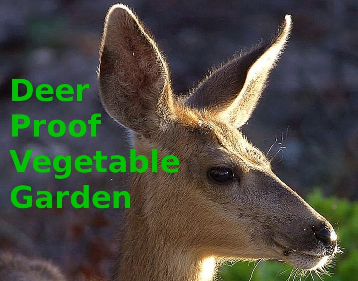 A Deer Proof Vegetable Garden Plan Hubpages