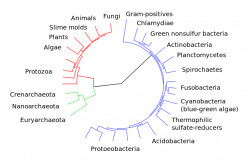 Schemes of Biological Classification