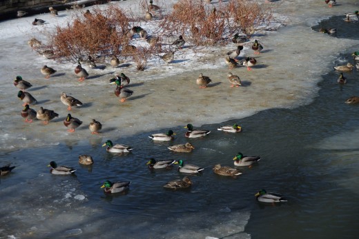 A flock of ducks over a rapidly freezing pond.
