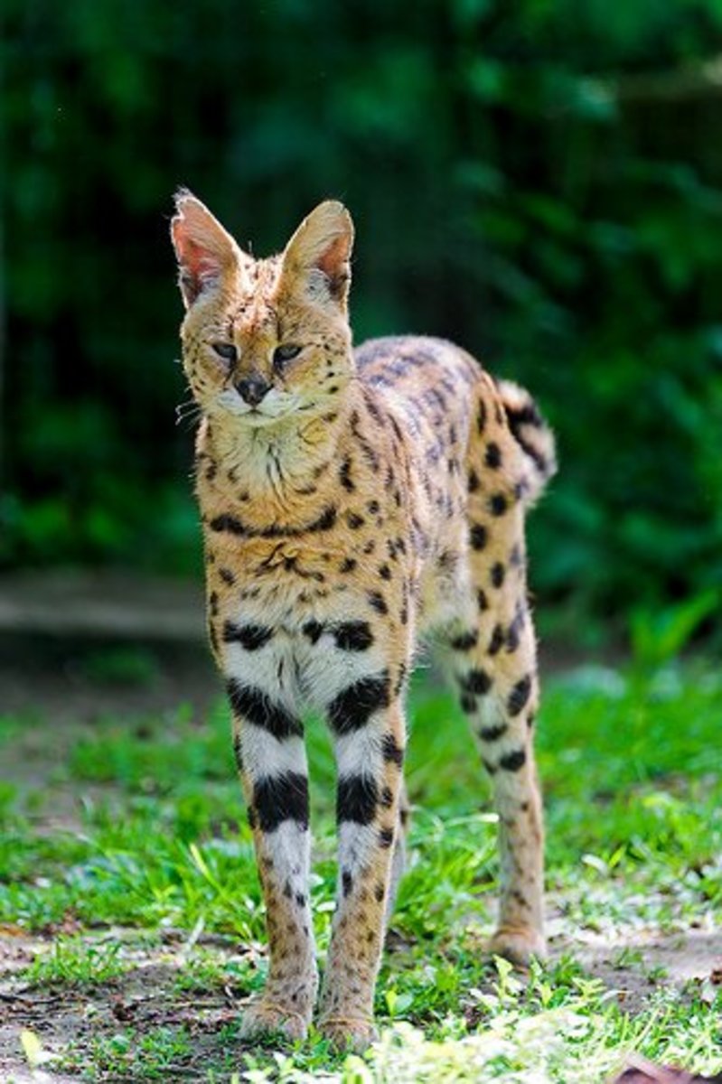 10 Small Exotic Cats That Are Legal to Keep as Pets PetHelpful