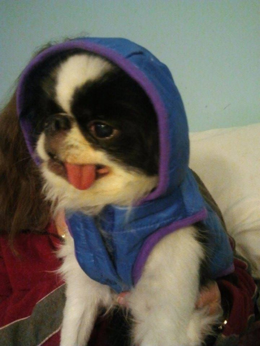 Not a cat. Floyd is a Japanese Chin. Dogs should never eat cat food. 