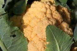 Cauliflower: Nutritious and Multicolor