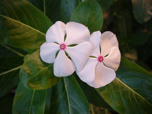 Catharanthus_roseus