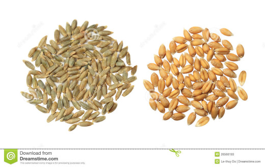 Barley and Wheat