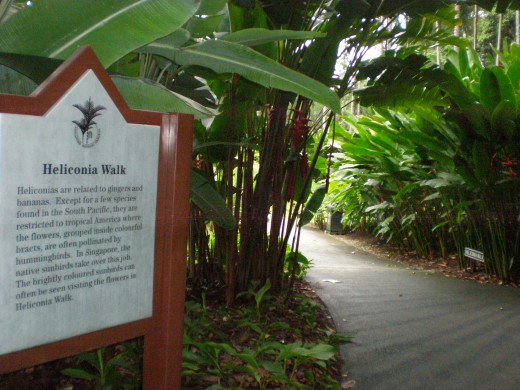 The beginning of "Heliconia Walk", the section dedicated to the cousins of banana.